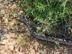 Pituophis catenifer affinis