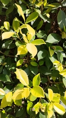 Ficus microcarpa