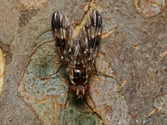 Pyrgotidae