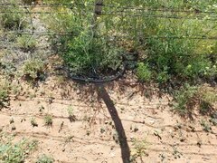 Pituophis catenifer affinis