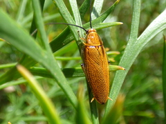 Ellipsidion humerale
