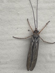 Dicosmoecus