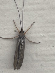 Dicosmoecus