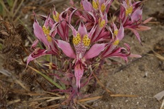 Alstroemeria recumbens