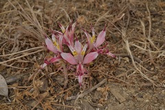 Alstroemeria recumbens