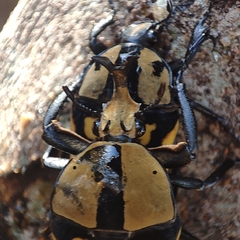 Mecynorhina passerinii
