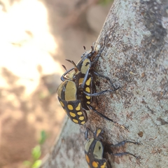 Mecynorhina passerinii