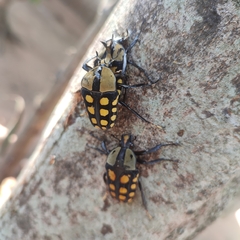 Mecynorhina passerinii