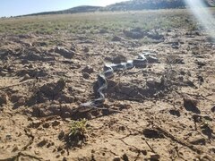 Pituophis catenifer affinis