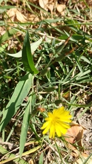 Ixeris chinensis