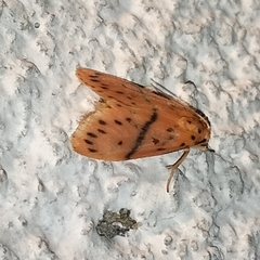 Miltochrista arcuata