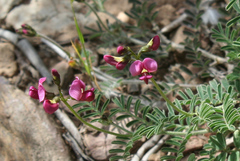 Lessertia excisa