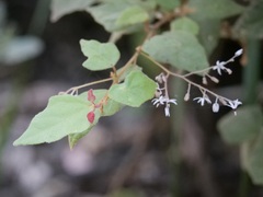 Lasiopetalum floribundum