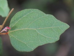 Lasiopetalum floribundum