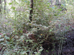 Lasiopetalum floribundum