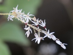 Lasiopetalum floribundum