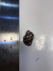 Stramonita biserialis