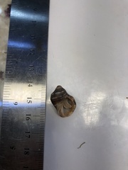 Stramonita biserialis