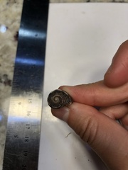 Stramonita biserialis