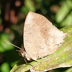 Surendra quercetorum