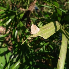 Surendra quercetorum