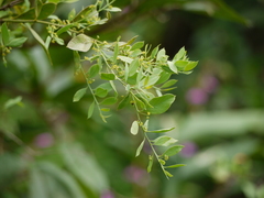 Osyris lanceolata