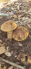 Cortinarius ponderosus