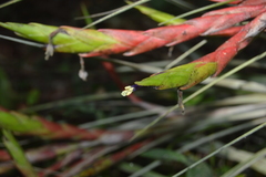 Tillandsia fasciculata