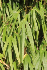 Chimonobambusa quadrangularis