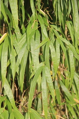 Chimonobambusa quadrangularis