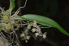 Leochilus oncidioides