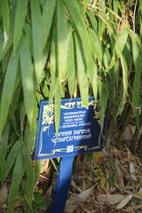 Chimonobambusa quadrangularis