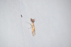 Dicromantispa interrupta