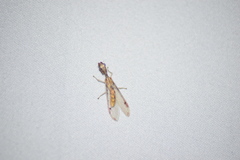 Dicromantispa interrupta