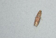 Sciota rubrisparsella