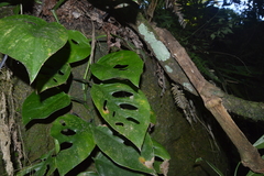 Monstera obliqua