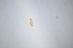 Sciota rubrisparsella