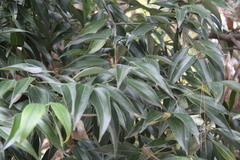 Cocculus laurifolius