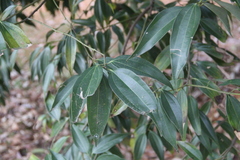 Cocculus laurifolius
