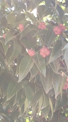 Cinnamomum burmanni