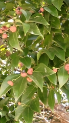 Cinnamomum burmanni