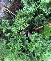Hymenophyllum multifidum