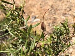 Grevillea angustiloba
