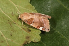 Cosmia diffinis