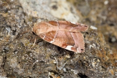 Cosmia diffinis