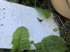 Sphictostethus nitidus