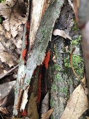 Tulasnella aurantiaca