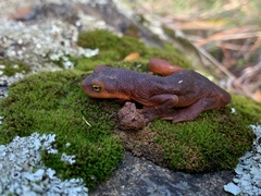 Taricha sierrae