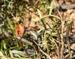 Grevillea angustiloba