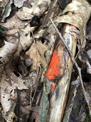 Tulasnella aurantiaca